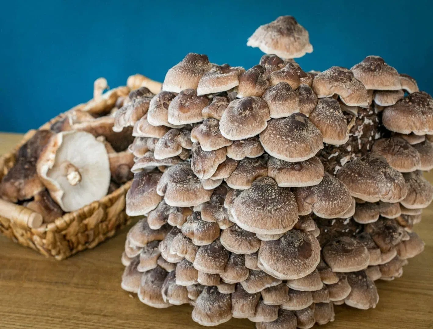 Austernseitlinge von Flachgauer Biopilze in Obertrum am See