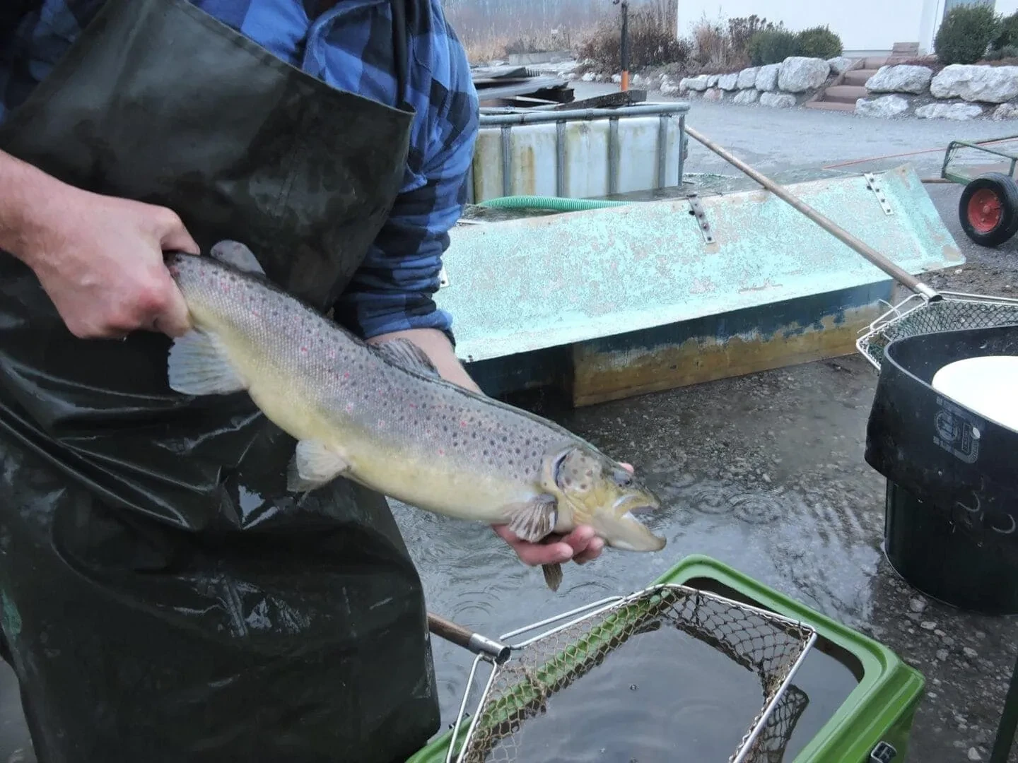 Bachforelle (Salmo trutta) von Fischzucht Kehlbach in Saalfelden