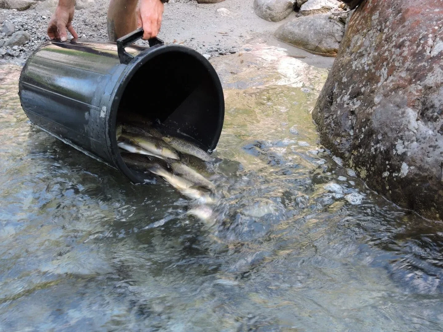 Bachforelle (Salmo trutta) - Besatzfisch von Fischzucht Kehlbach in Saalfelden