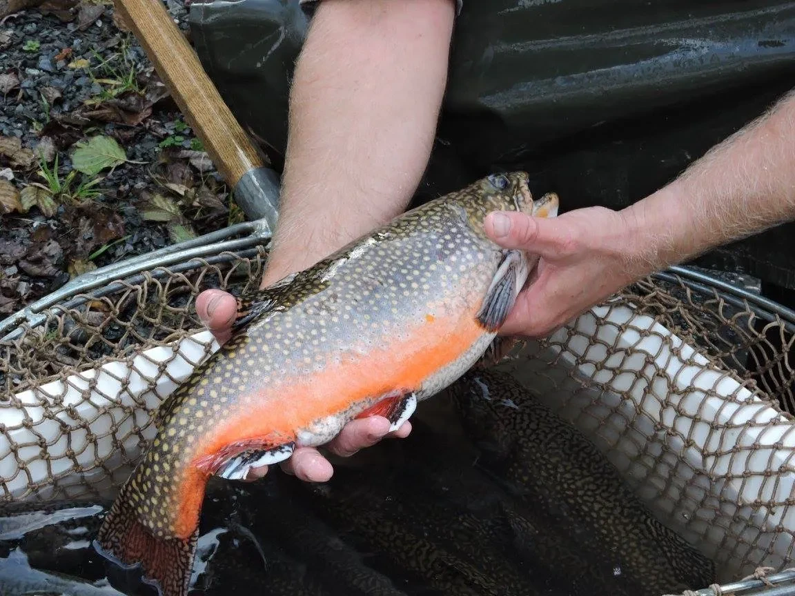 Bachsaibling (Salvelinus fontinalis) von Fischzucht Kehlbach in Saalfelden