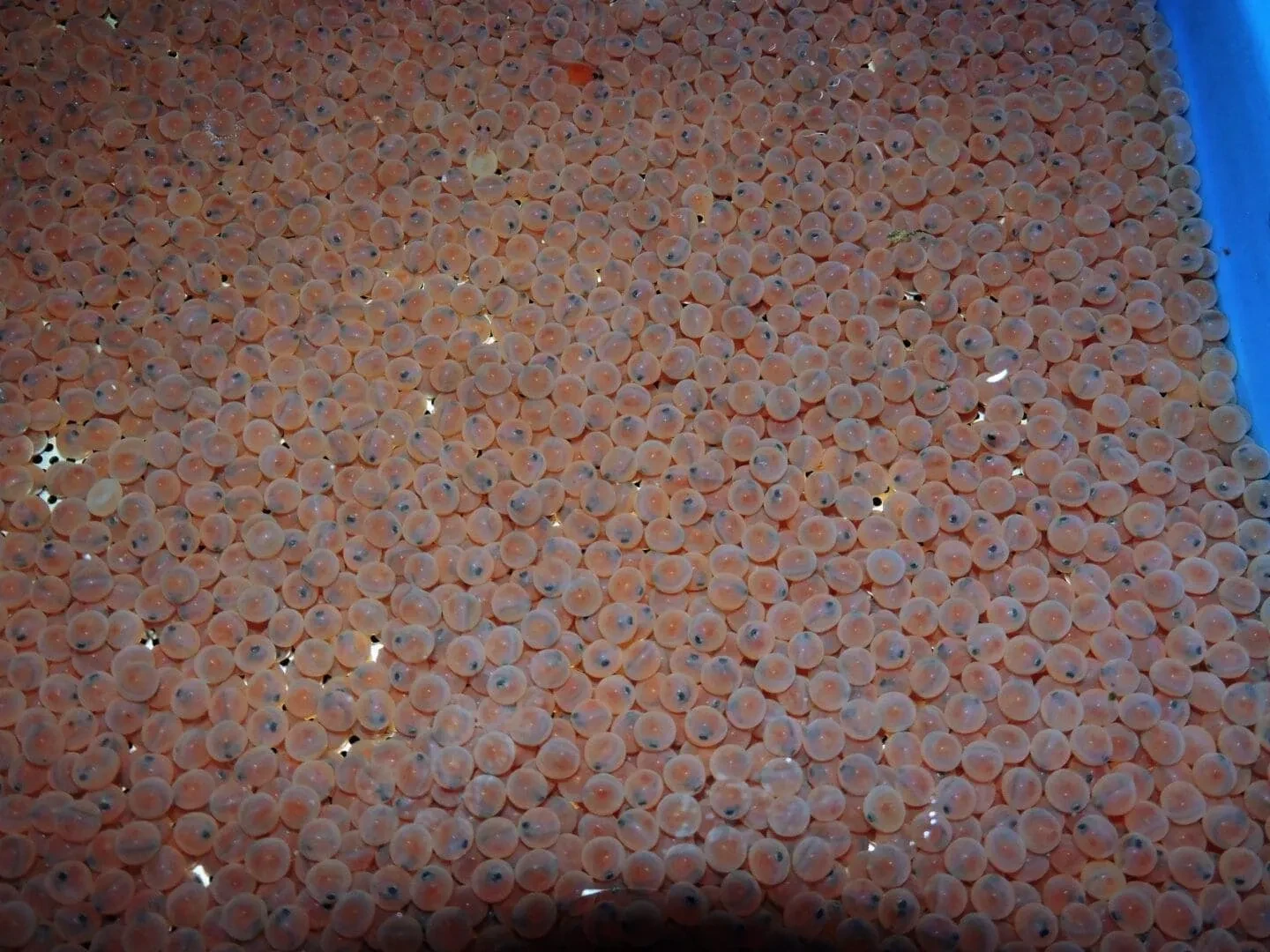 Kaviar vom Bachsaibling von Fischzucht Kehlbach in Saalfelden