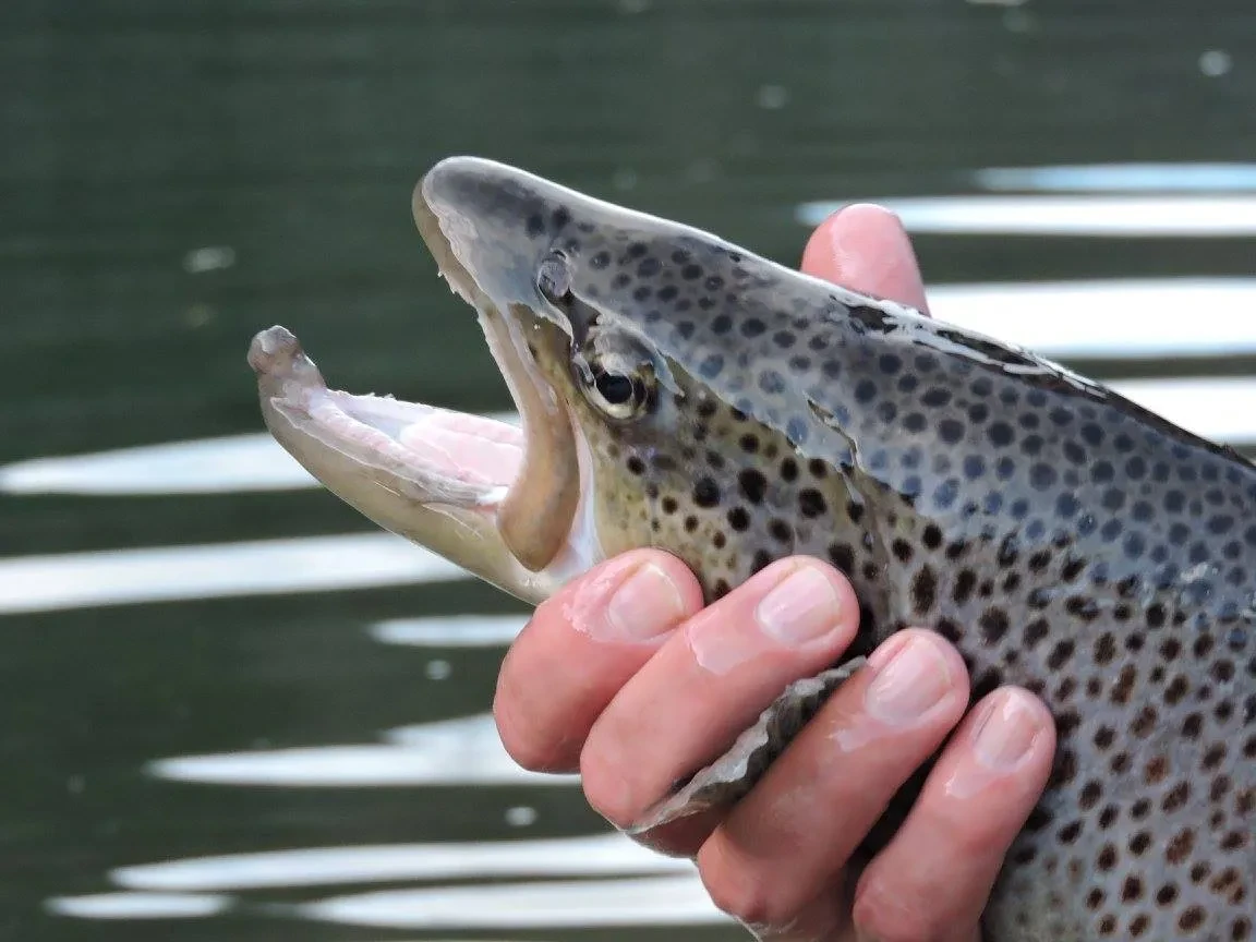 Seeforelle (Salmo trutta forma) von Fischzucht Kehlbach in Saalfelden