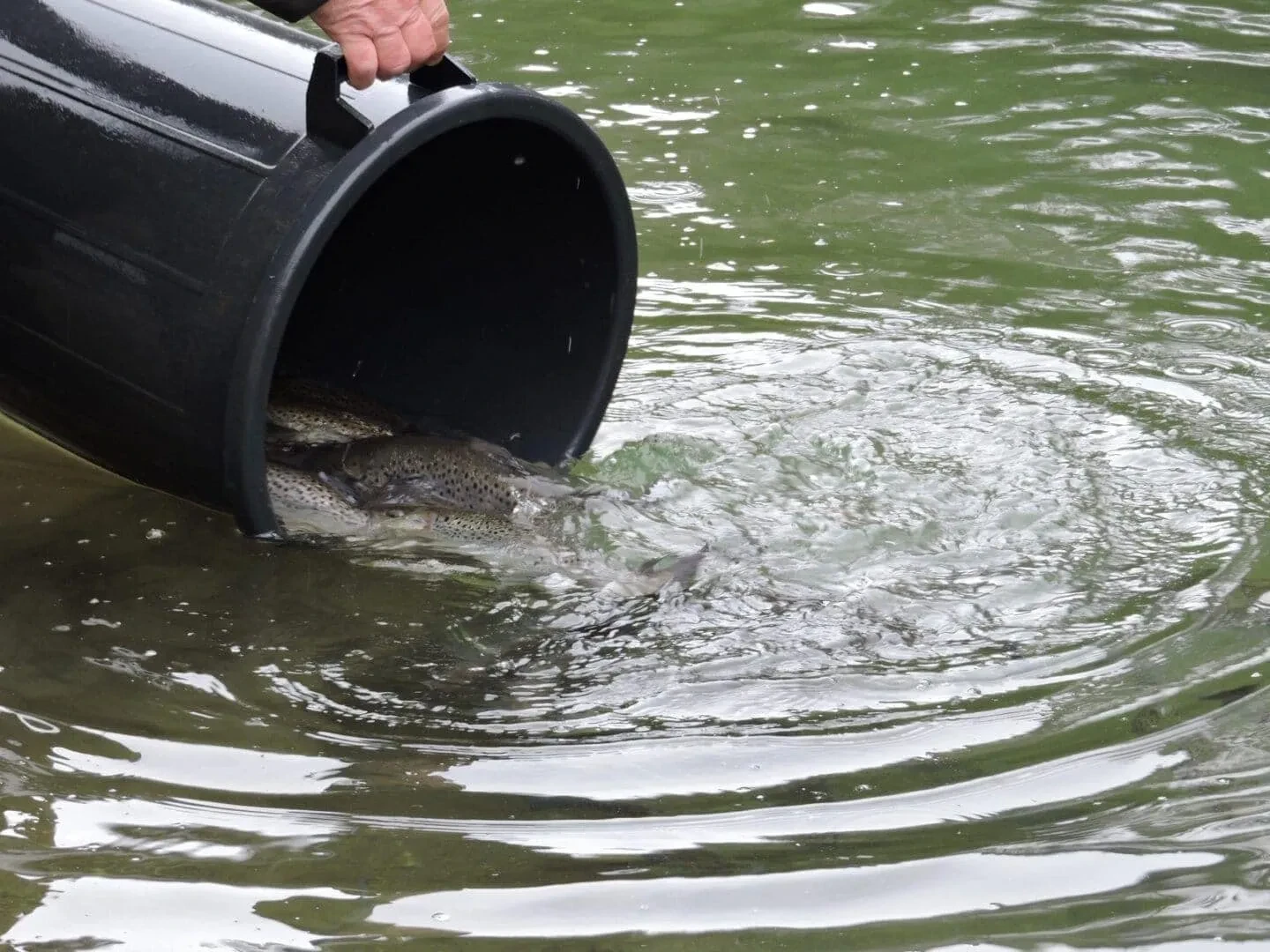 Seeforelle (Salmo trutta forma) - Besatzfisch von Fischzucht Kehlbach in Saalfelden