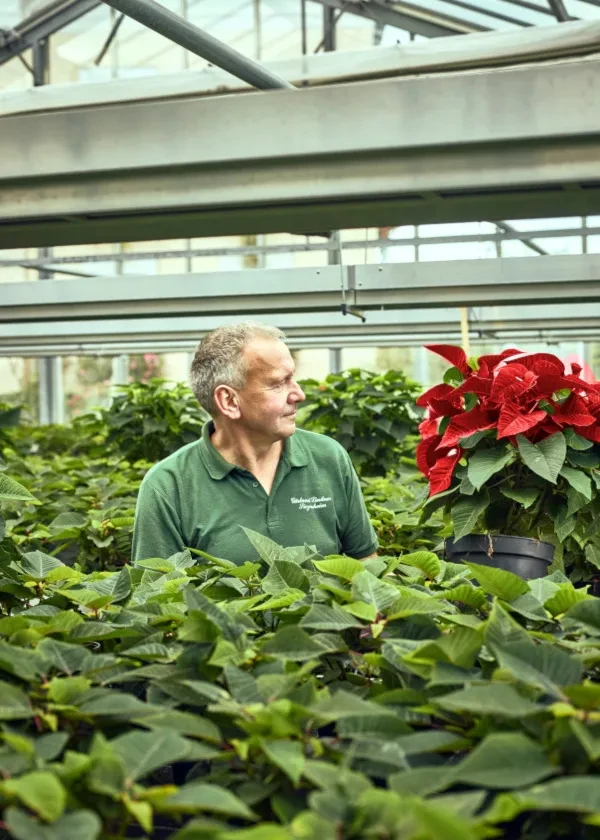 Gärtnerei Lindner_roter Weihnachtsstern