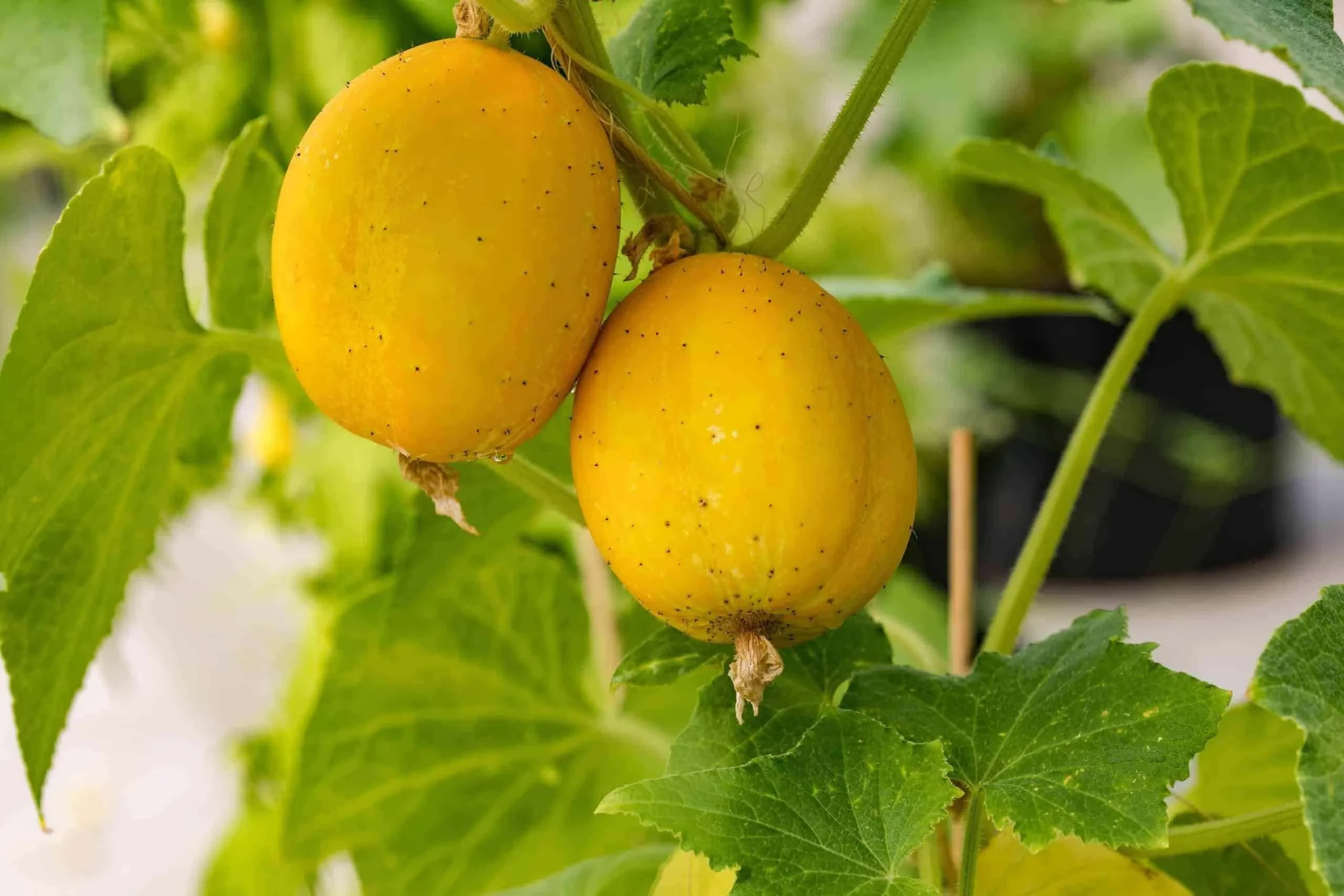 Kürbis von Gartenbau Winkelhofer in Wals-Siezenheim