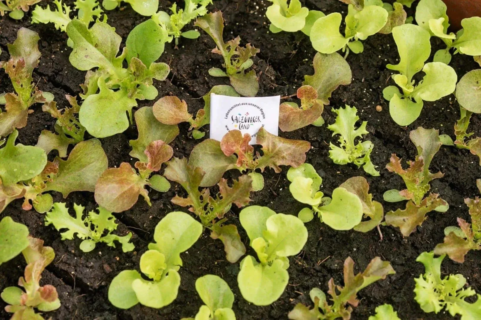 Salat von Gartenbau Winklhofer in Wals-Siezenheim