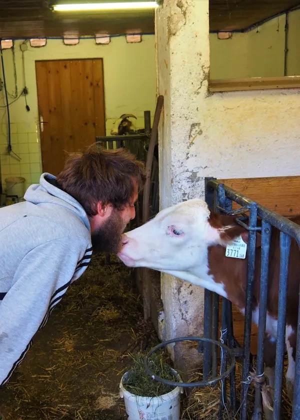 Schafferbauer Stefan Schmiderer im Stall mit Kalb