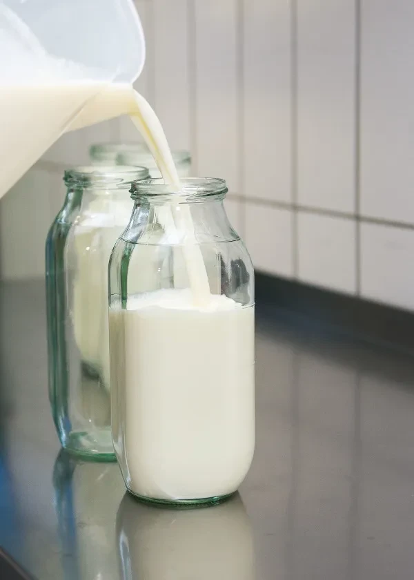Frische Milch wird in Glasflaschen gefüllt
