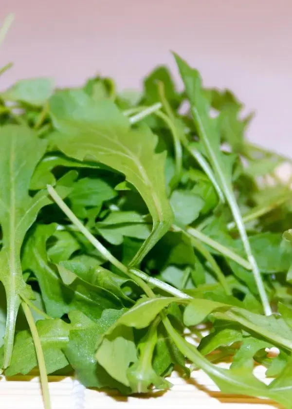 Rucola