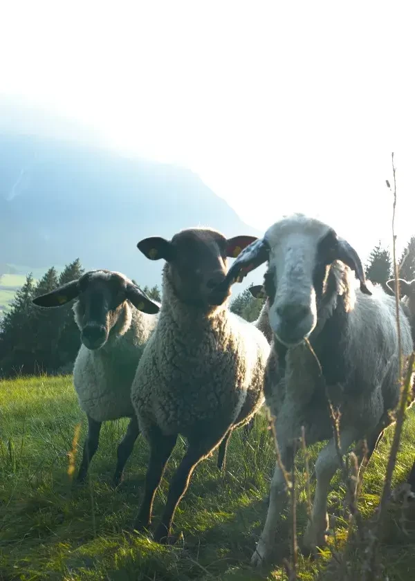 Salzburg schmeckt Magazin_Krahbichler_Schafkäse