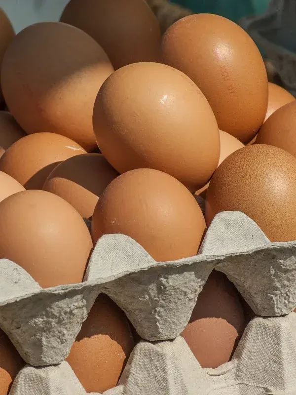 Eier
