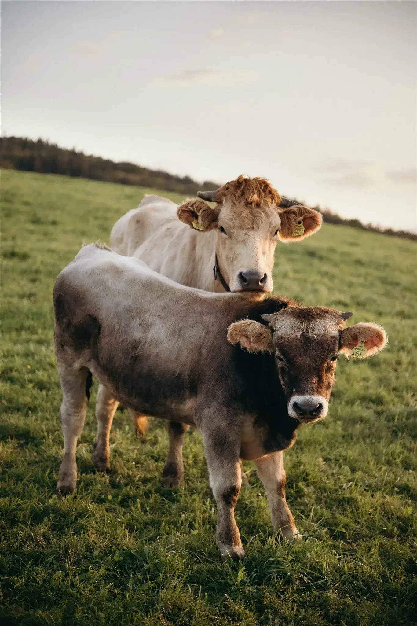 Rindfleisch von Gut Mühllehen in Elixhausen