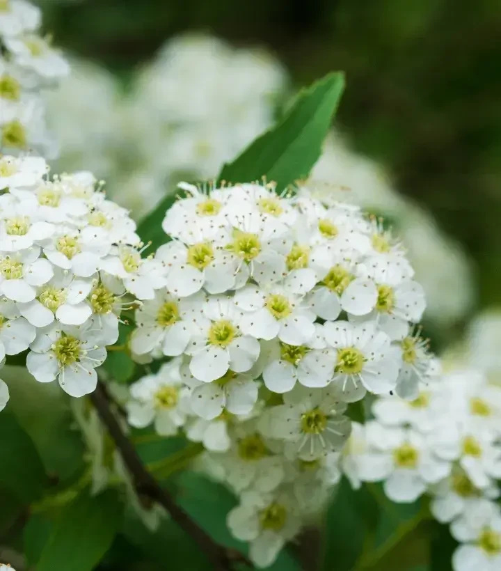 Mädesüß Blüten