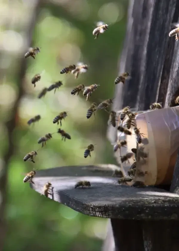 Bienen vor dem Bienenstock