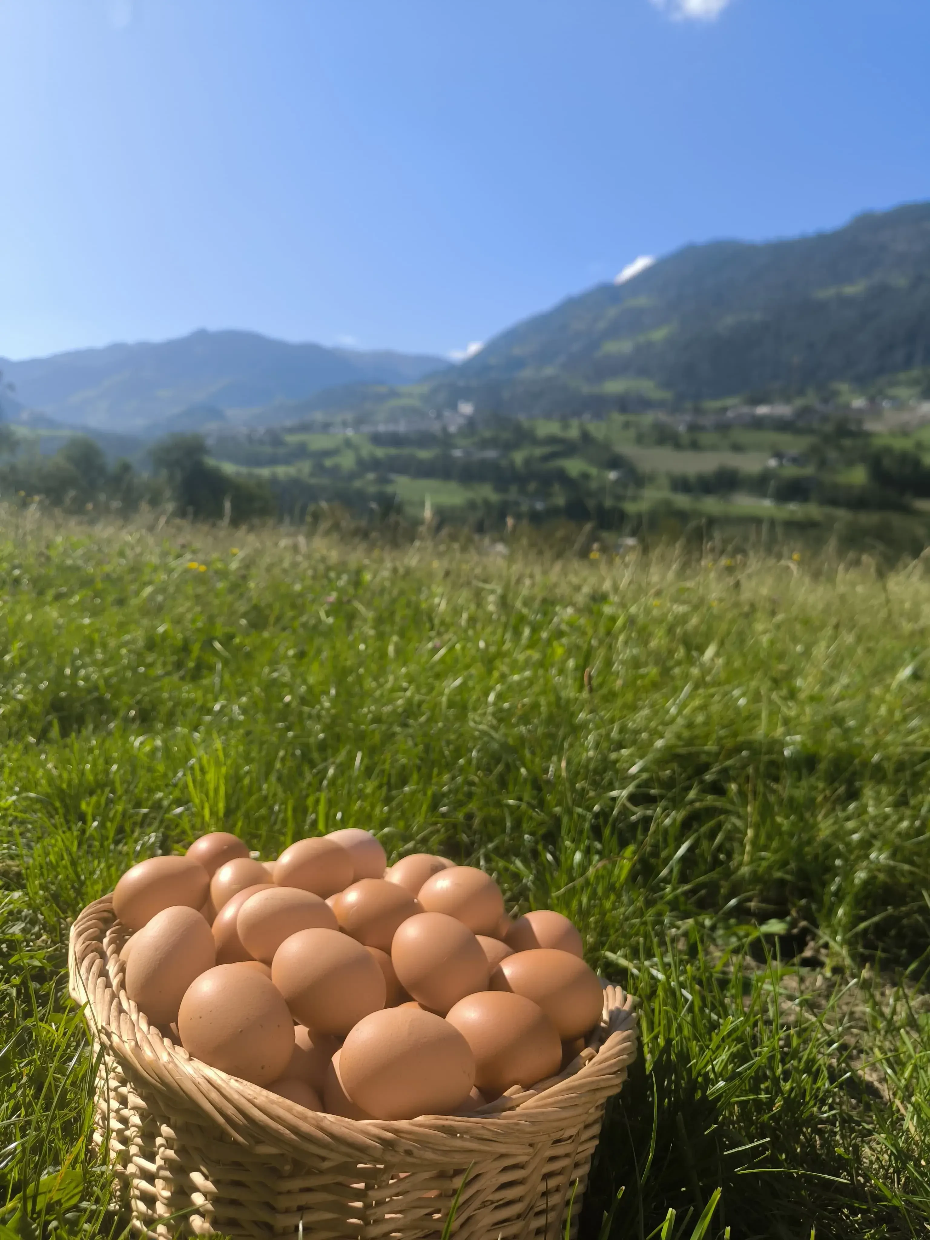 Eier von Bauernhof Sonnenhuab in St. Veit 