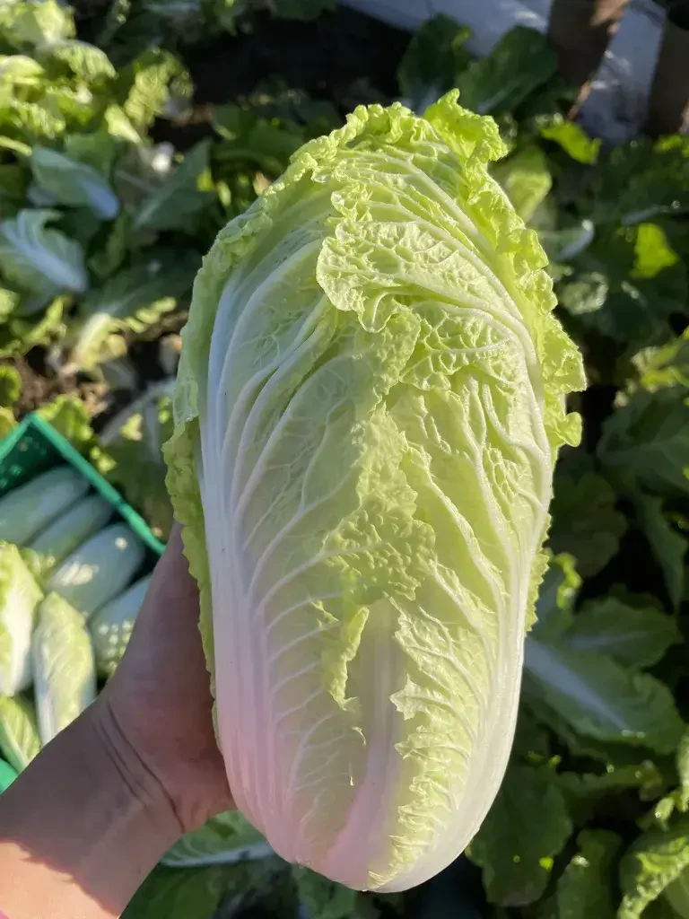 Chinakohl von Biohof Pertiller Oberwimmpoint in Eugendorf