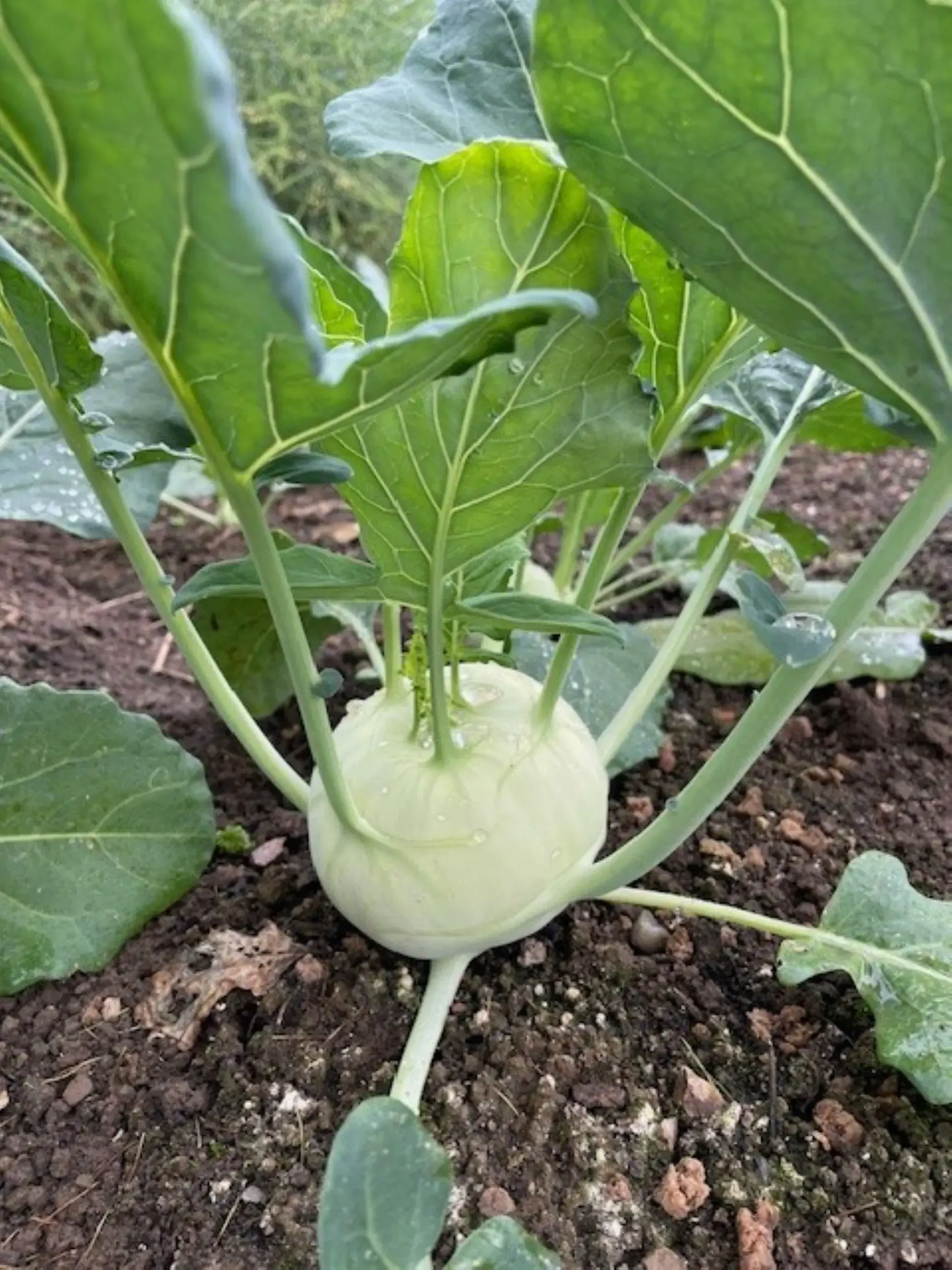 Kohlrabi von Biohof Pertiller Oberwimmpoint in Eugendorf