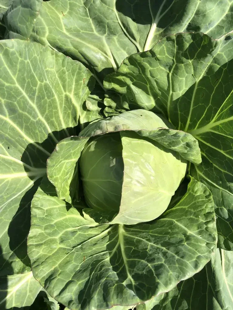 Kraut von Biohof Pertiller Oberwimmpoint in Eugendorf