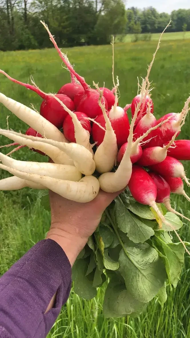 Radieschen von Biohof Pertiller Oberwimmpoint in Eugendorf