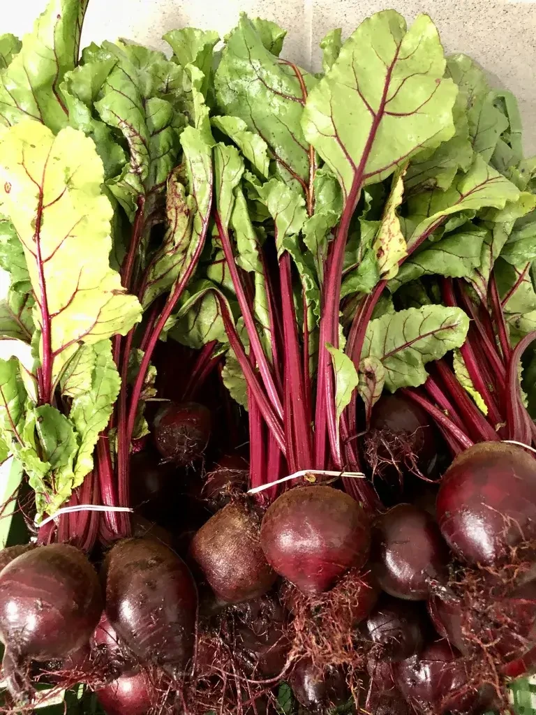 Rote Rüben von Biohof Pertiller Oberwimmpoint in Eugendorf