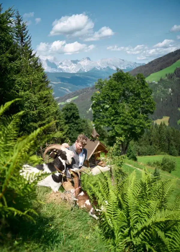 Sattelbauer_Leo Oberreiter mit Ziegen auf der Alm
