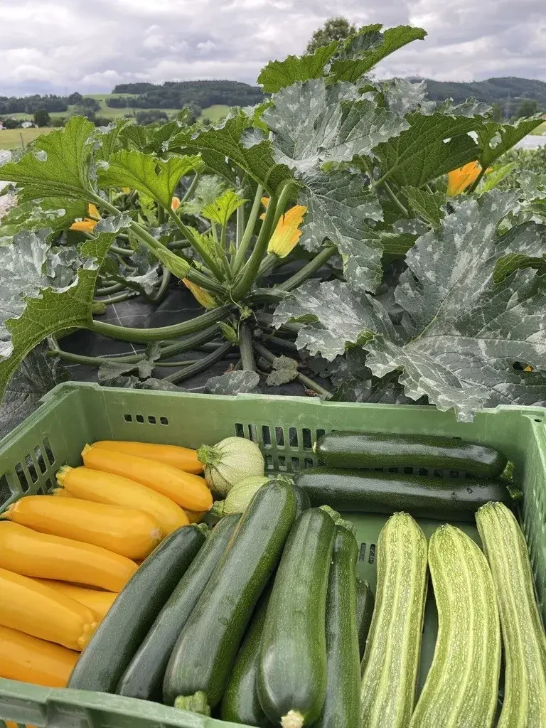 Zucchini von Biohof Pertiller Oberwimmpoint in Eugendorf