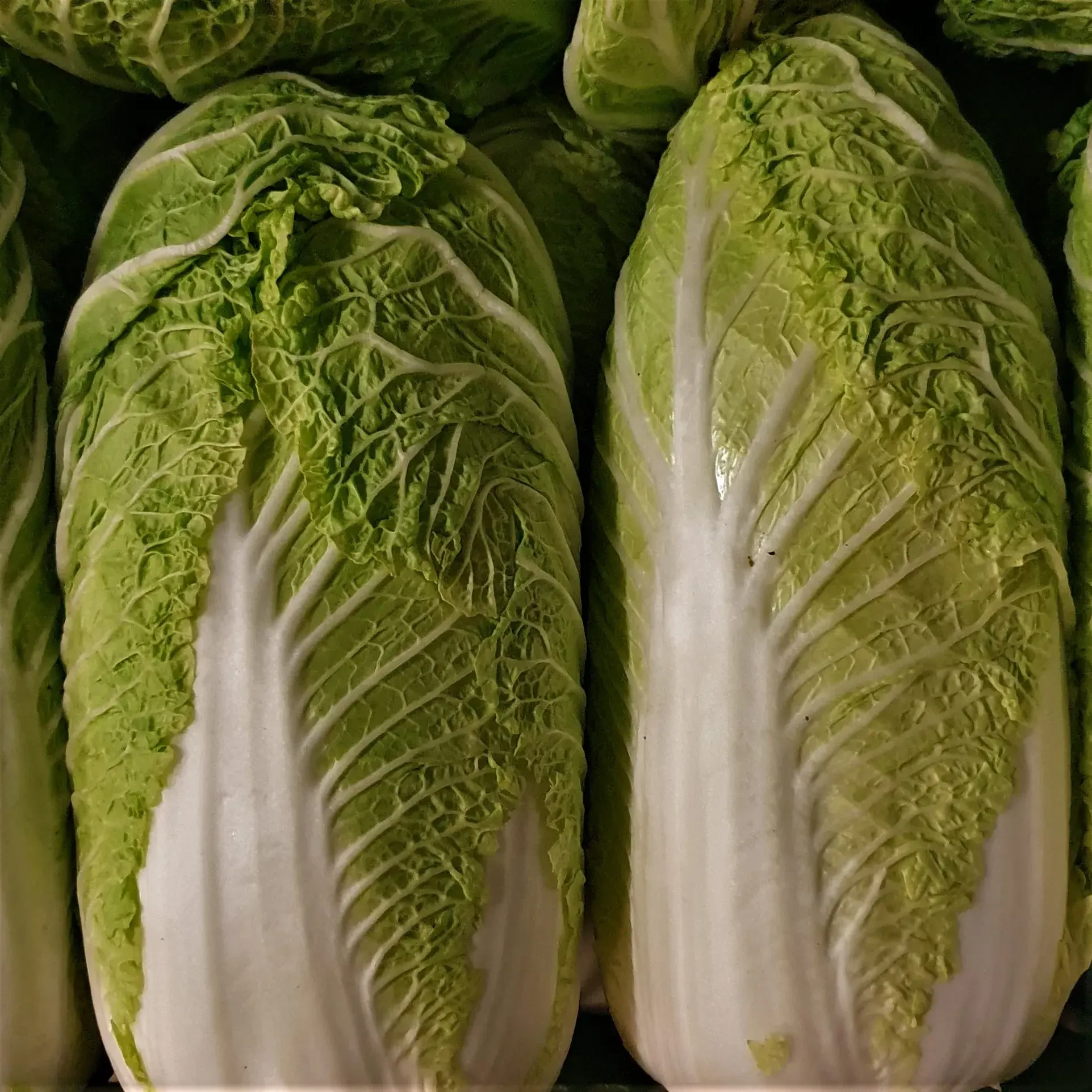 Chinakohl von Gabelmacher in Salzburg