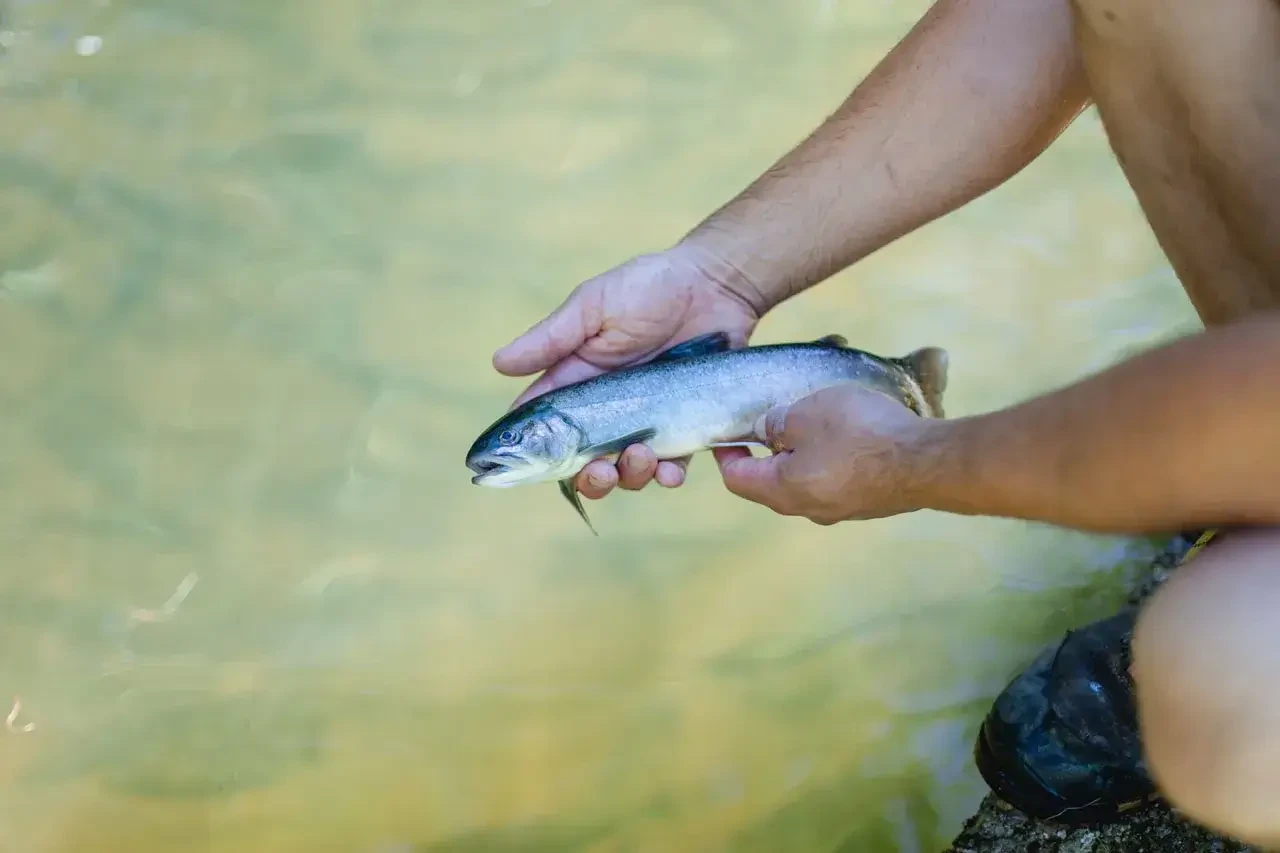 Forelle von Ennsmanngut in Unken