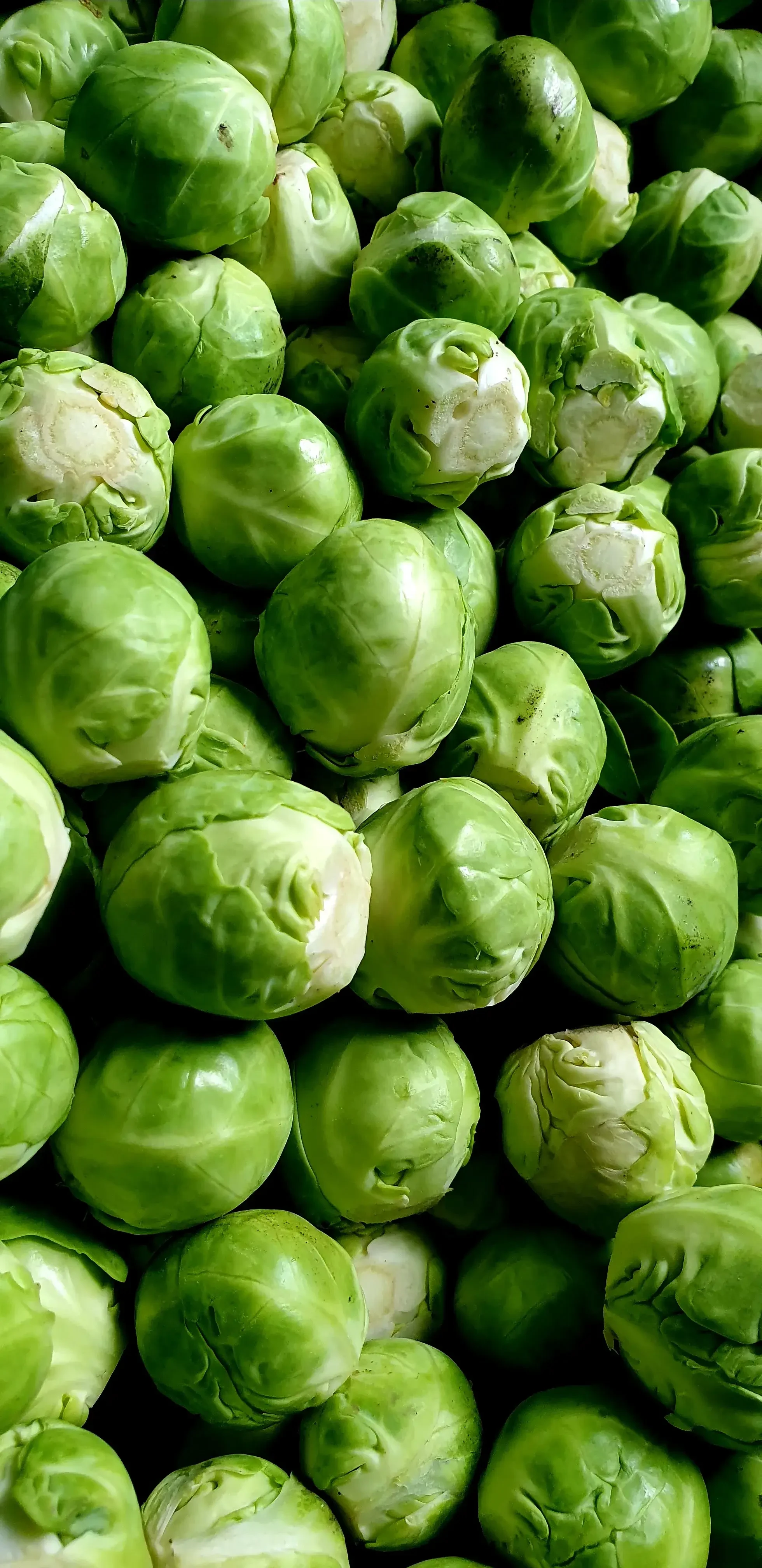 Kohlsprossen von Gabelmacher in Salzburg