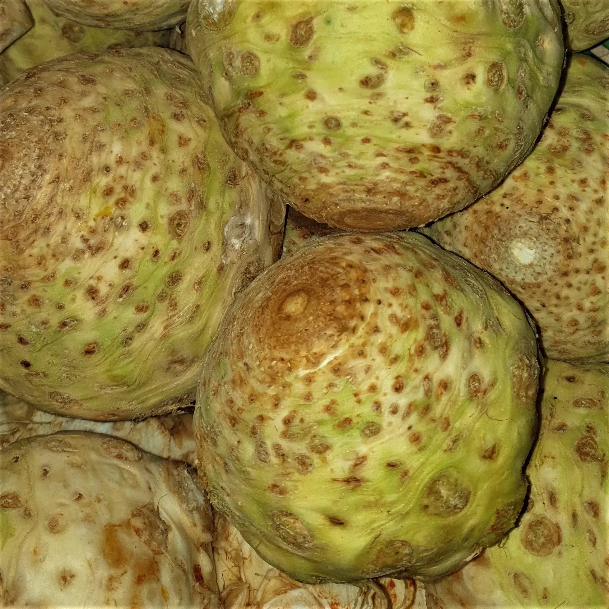 Knollensellerie von Gabelmacher in Salzburg