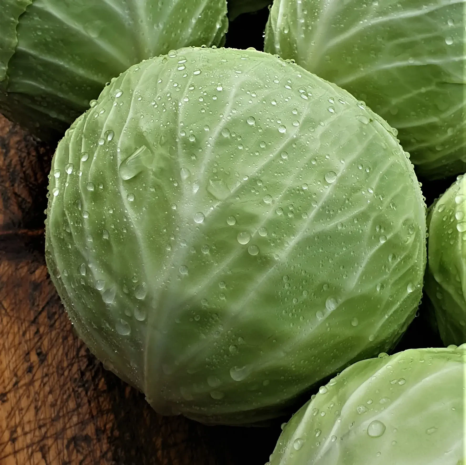 Kraut von Gabelmacher in Salzburg