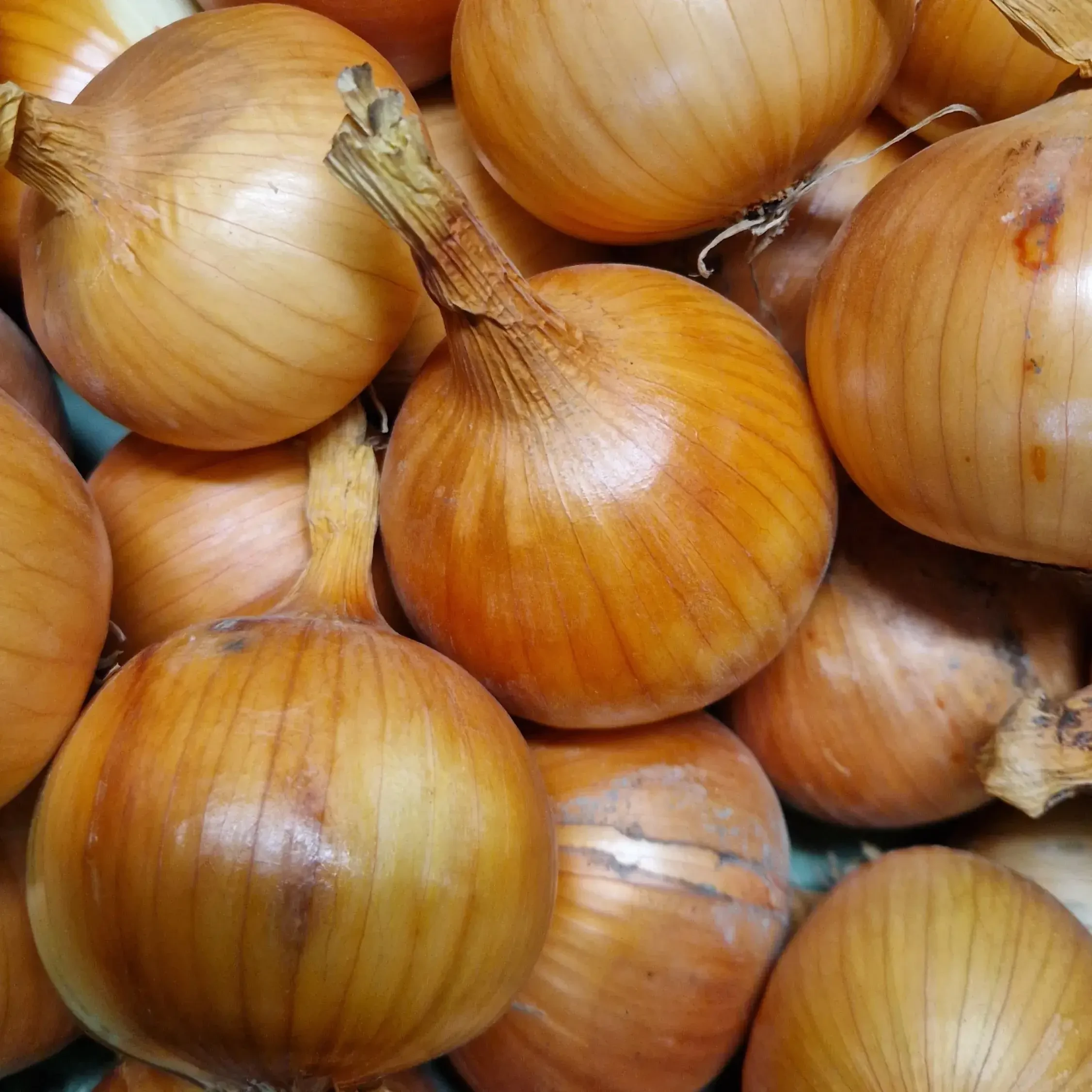 Zwiebel von Gabelmacher in Salzburg
