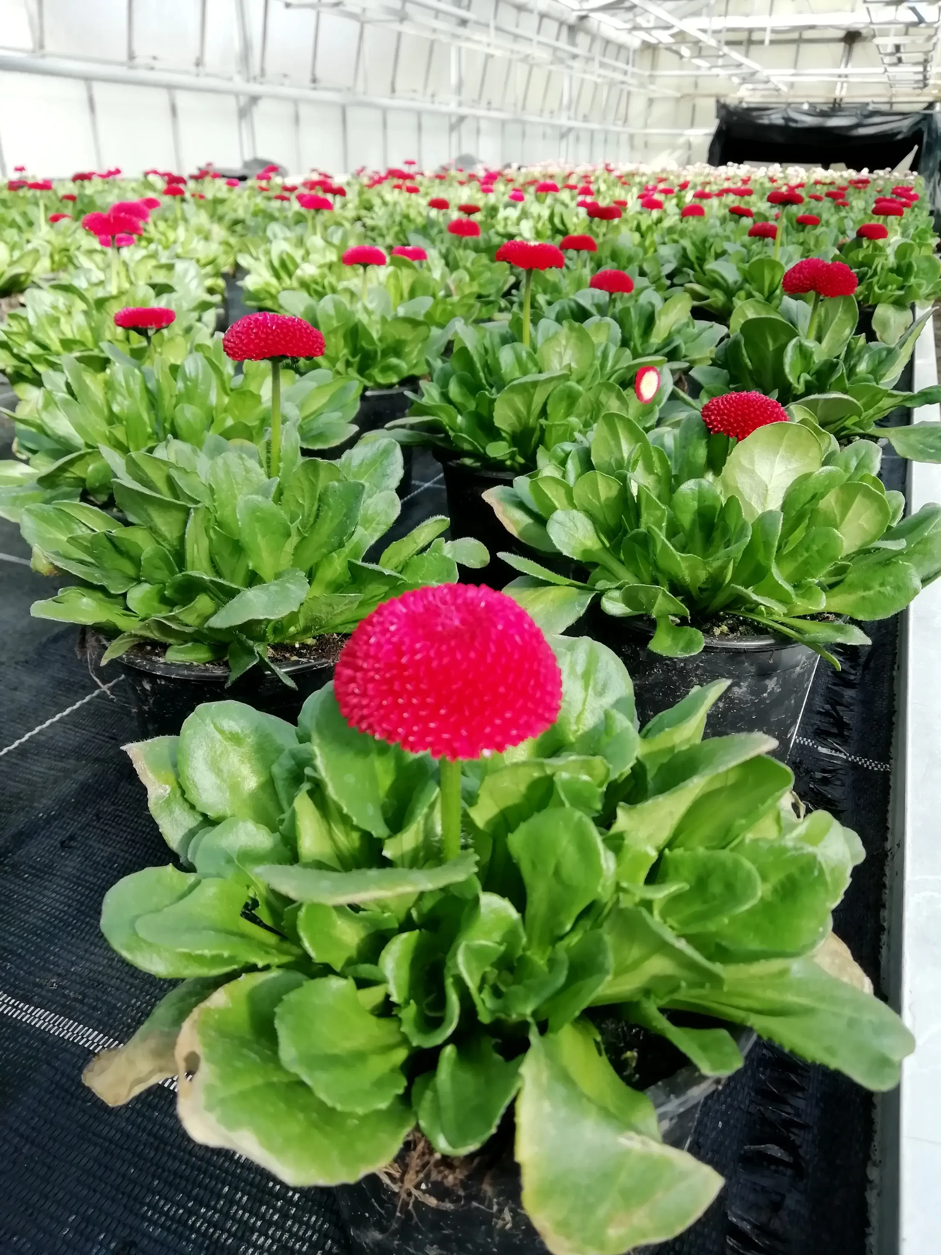 Blumen und Zierpflanzen von Blumen Harasek in Seekirchen
