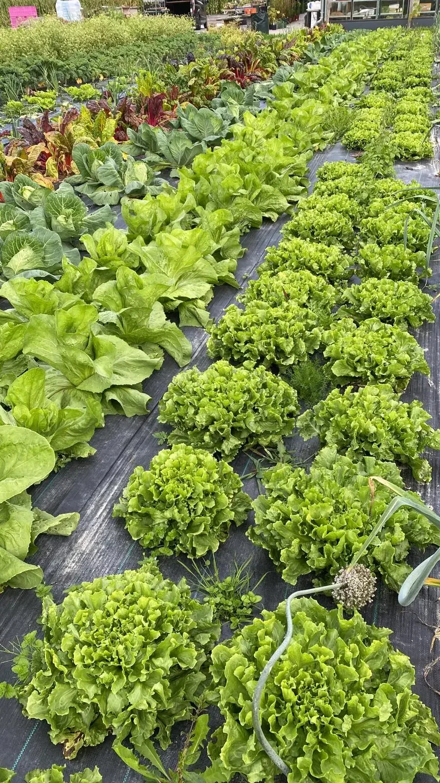 Blattgemüse von Tauerngarten in Altenmarkt