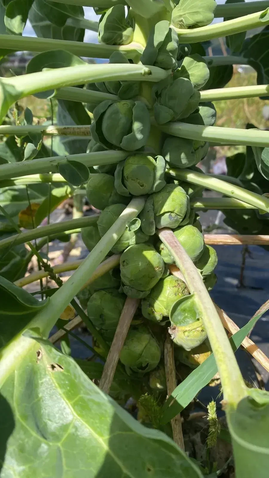 Kohlgemüse von Tauerngarten in Altenmarkt