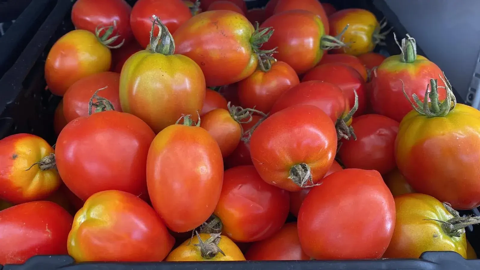 Fruchtgemüse von Tauerngarten in Altenmarkt