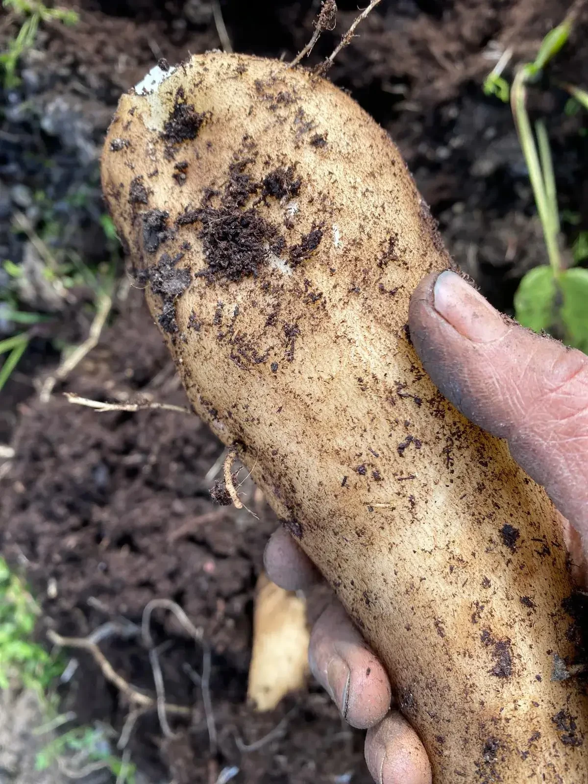 Yakon von Tauerngarten in Altenmarkt