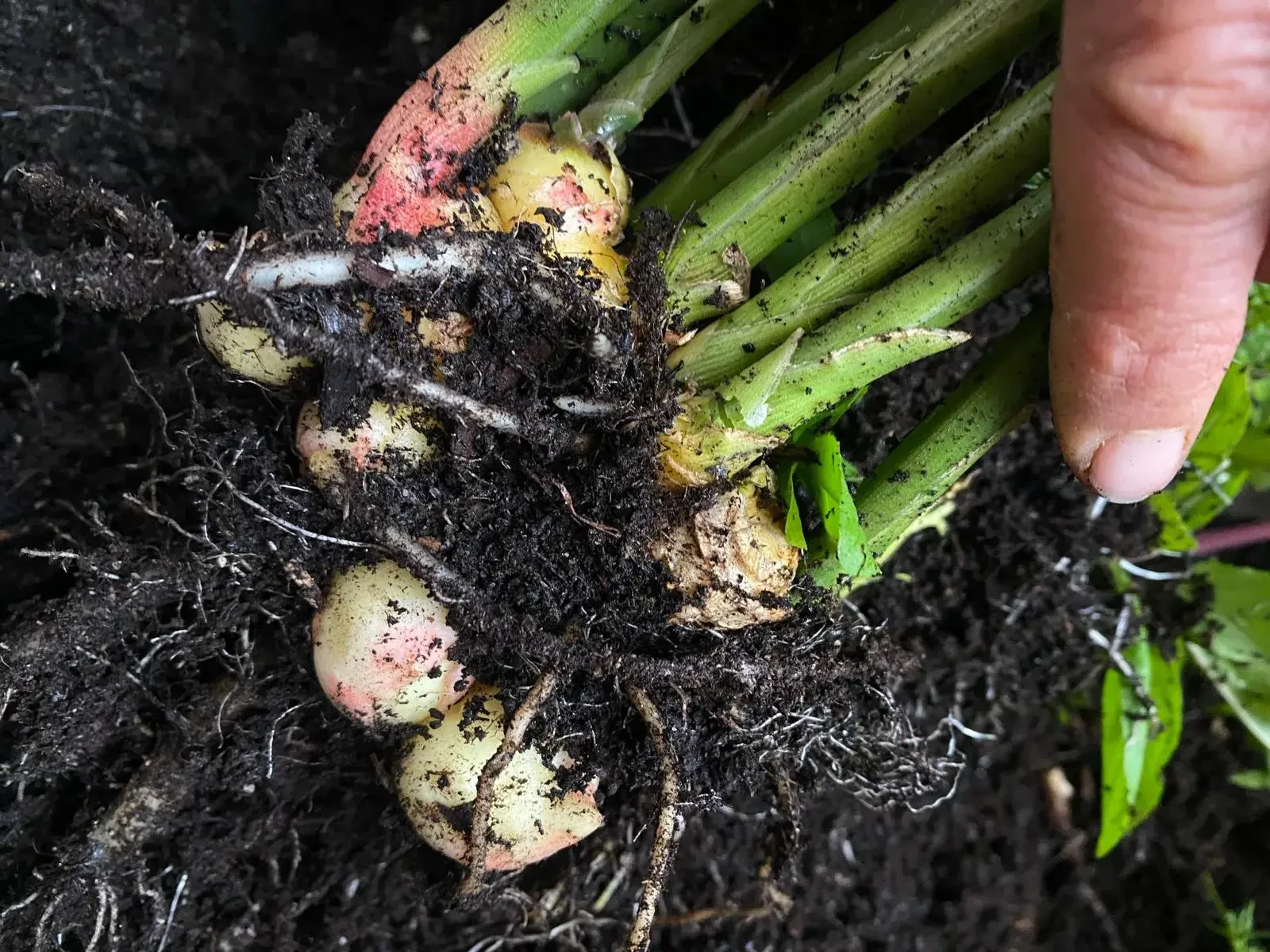 Wurzelgemüse von Tauerngarten in Altenmarkt