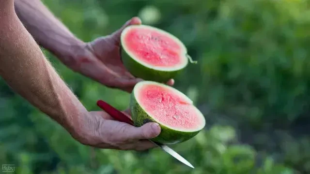 Wassermelone von Dandlhof in Wals-Siezenheim
