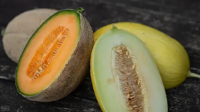 Zuckermelone von Dandlhof in Wals-Siezenheim
