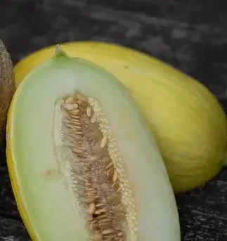 Honigmelone von Dandlhof in Wals-Siezenheim
